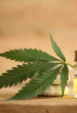 CBD and Novel Foods – The Devil is in the Detail