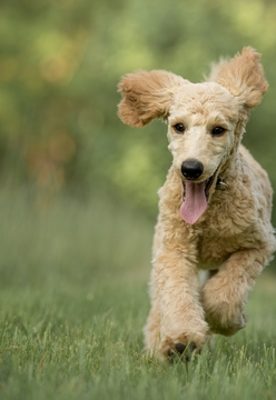 How to be a responsible dog owner 