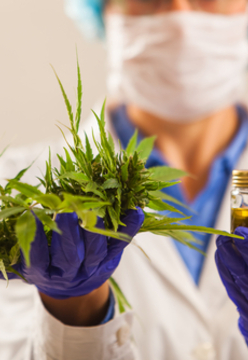 The complexities and risks of operating in the UK CBD market